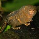 Pygmy Marmoset: Primata Terkecil yang Menggemaskan 2024