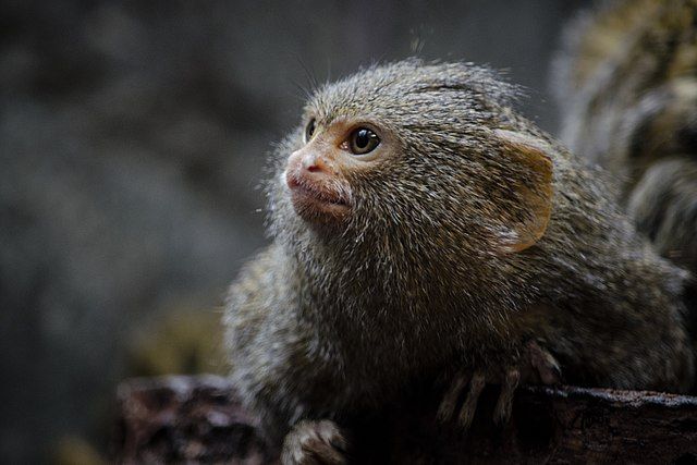 Pygmy Marmoset