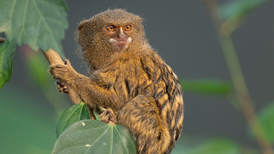 Pygmy Marmoset