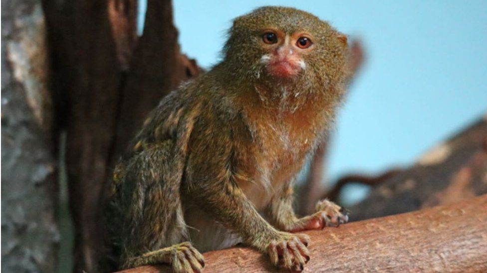 Pygmy Marmoset
