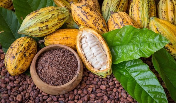 harga-kakao-pecah-rekor-melonjak-dua-kali-lipat