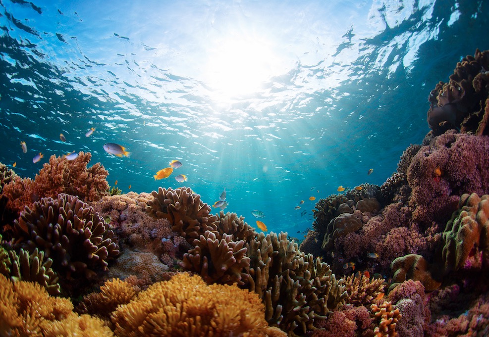A vibrant coral reef teeming with colorful fish and other marine life