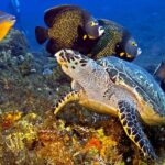 Marine ecosystem : Conservation Challenges and Triumphs in Guardians of the Sea