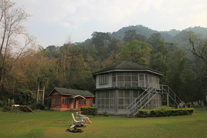 Spotting a majestic hornbill in the dense foliage of Namdapha