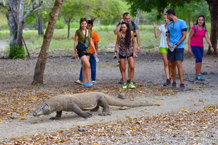 pulau komodo