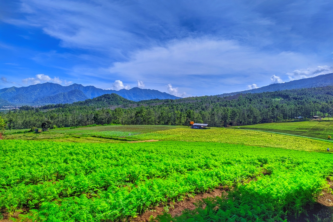 Pemandangan Puncak Bukit Jengkoang: Panorama indah dari puncak Bukit Jengkoang yang memperlihatkan hamparan pegunungan hijau dan langit biru cerah