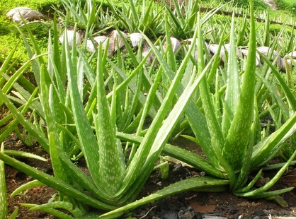 Lidah buaya
