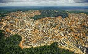 Dampak Deforestasi