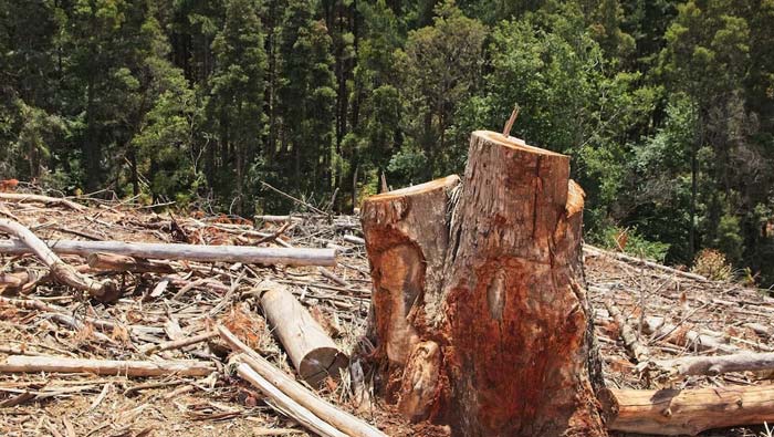 Dampak Deforestasi