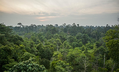 Taman Nasional Tesso Nilo: Surga Alam yang Terancam Tapi Tetap Memikat 1 Taman Nasional Tesso Nilo: Keindahan Sejati yang Tersembunyi di Balik Konflik