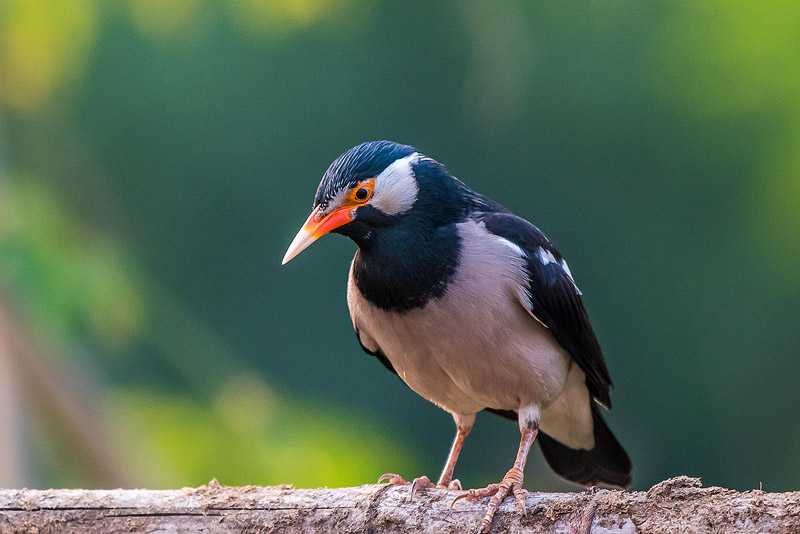 Burung Jalak