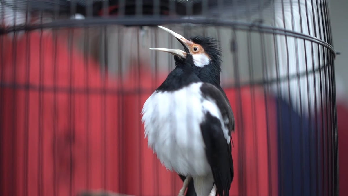 Keindahan Burung Jalak