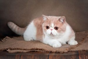 Kucing Bulu Pendek Eksotis: Si Muka Datar yang Bikin Hati Meleleh