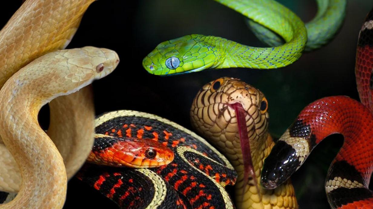 Colubrid Snakes