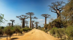 Baobab Avenue: Pengalaman dan Pelajaran Berharga dari Jalan Pohon Raksasa