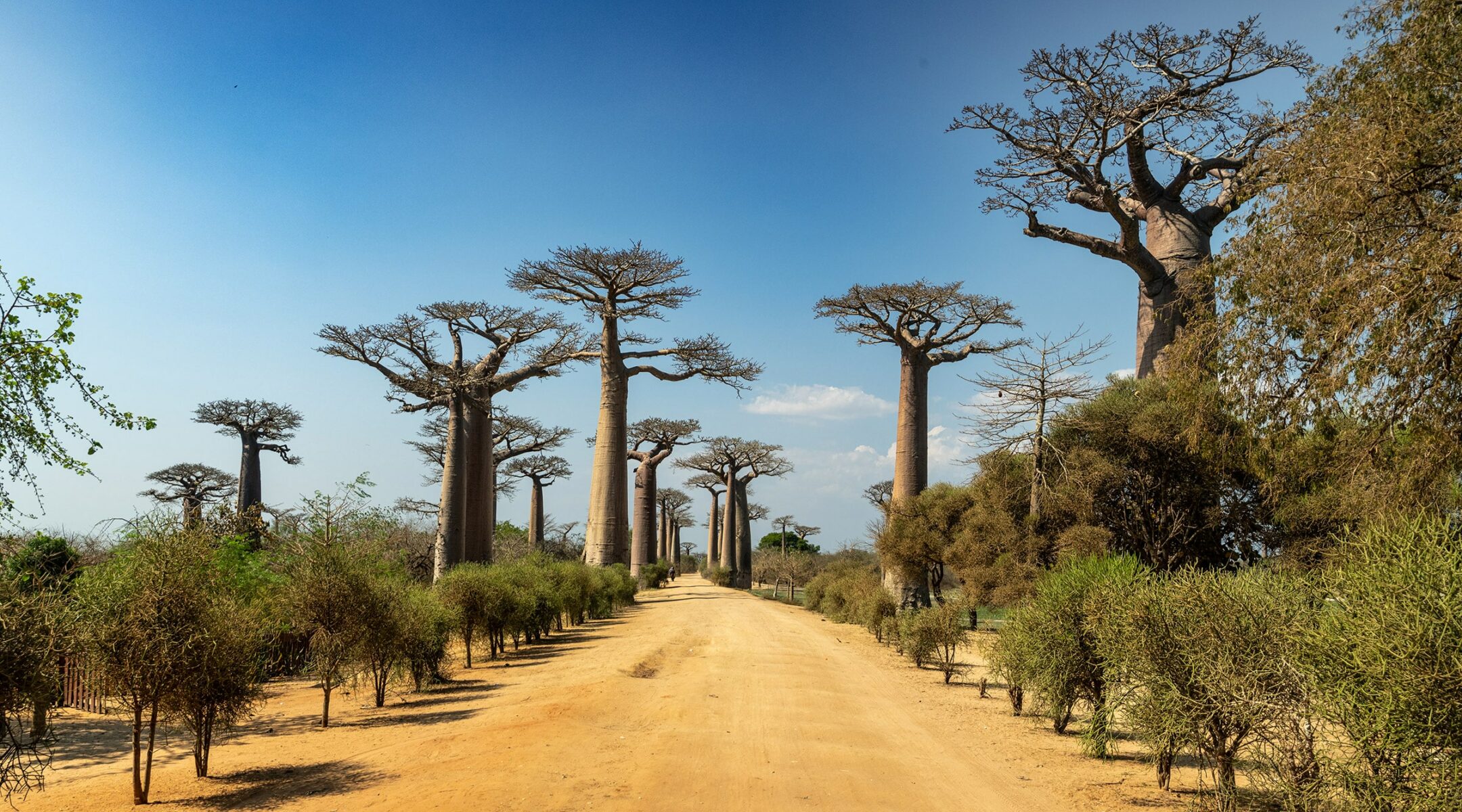 Baobab Avenue: Pengalaman dan Pelajaran Berharga dari Jalan Pohon Raksasa
