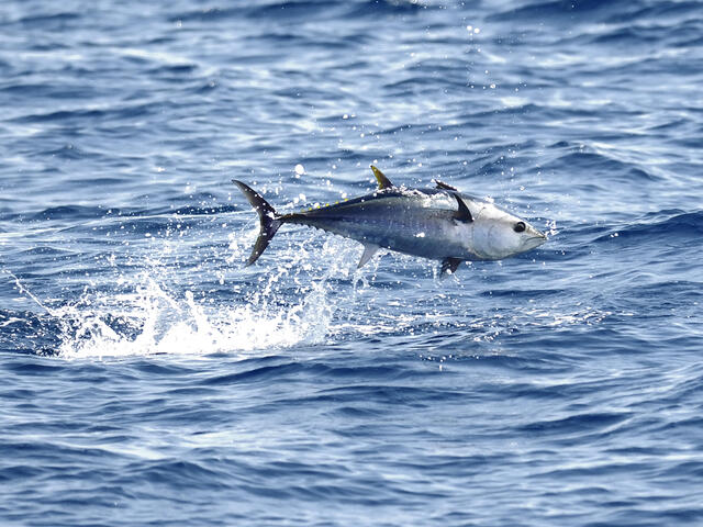 Bluefin Tuna