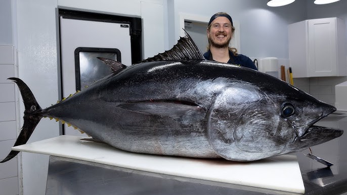 Bluefin Tuna