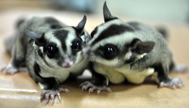 Sugar Glider