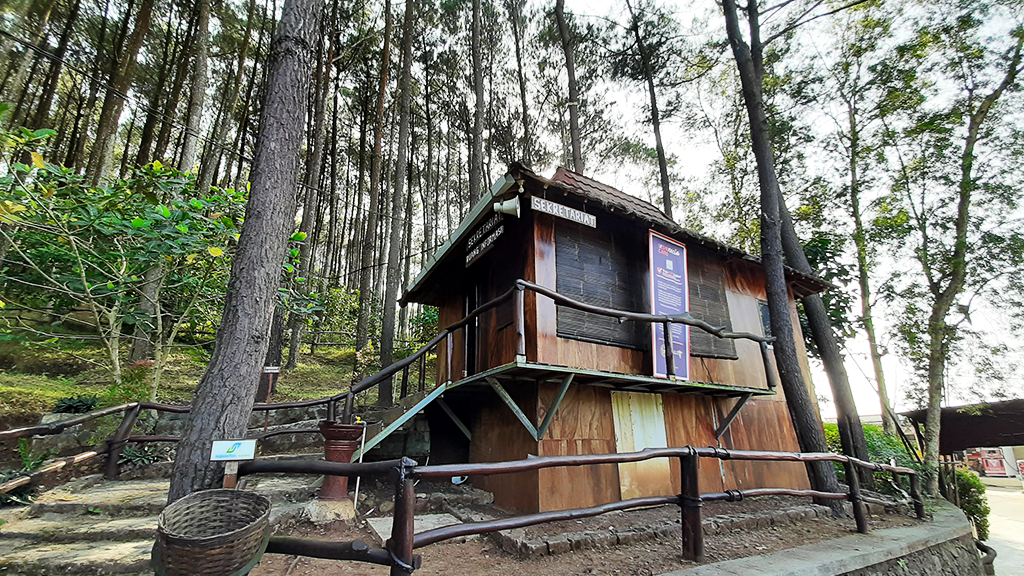 Hutan Pinus