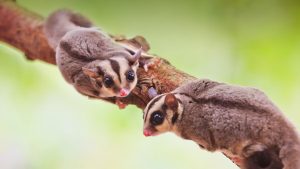 Sugar Glider: Hewan Imut yang Menawan