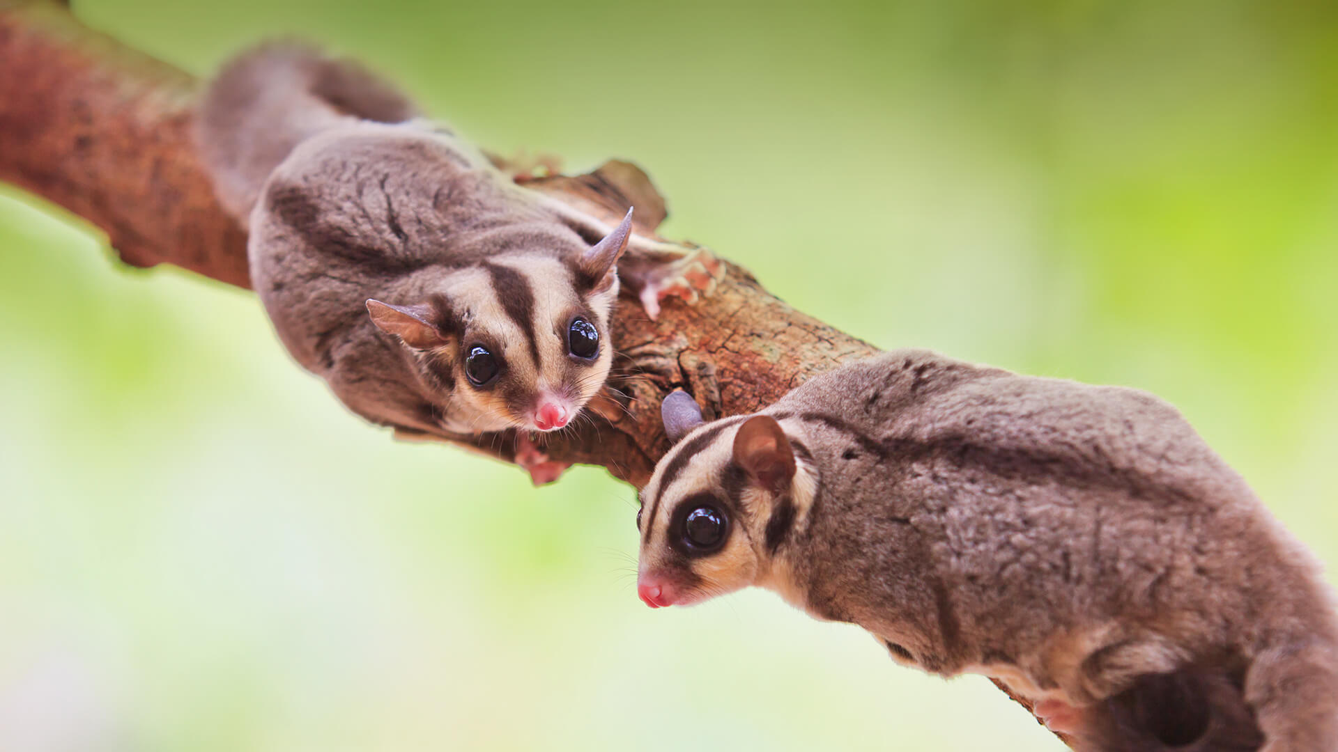 Sugar Glider