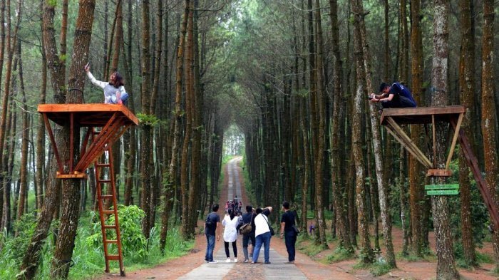 Hutan Pinus