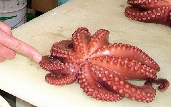 Gurita Merah
