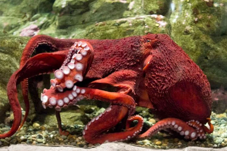 Gurita Merah