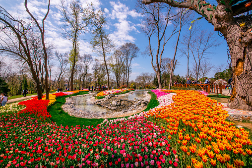 Emirgan Tulip Garden