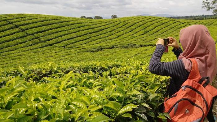 Kebun Teh Sidamanik