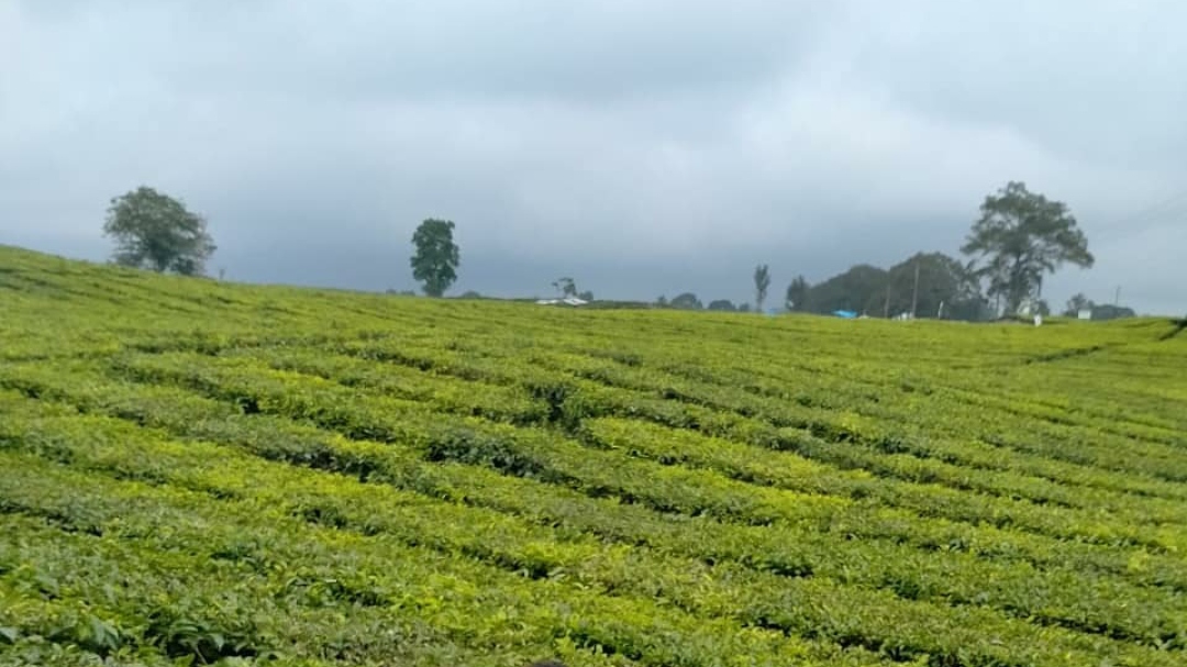 Kebun Teh Sidamanik
