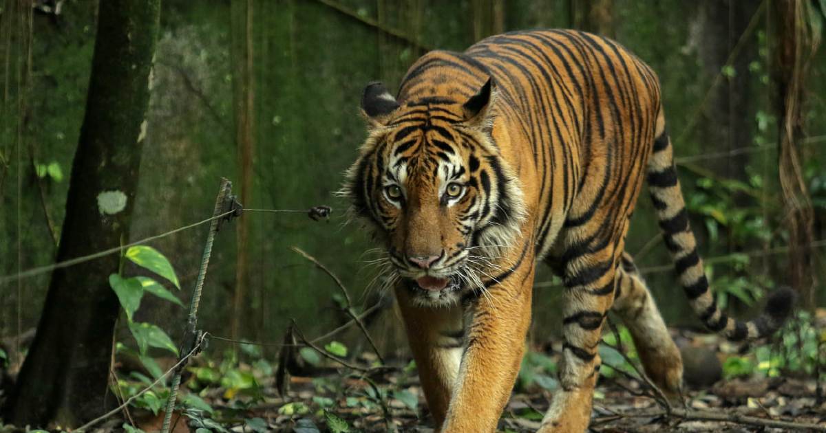 Identitas Harimau Malaya