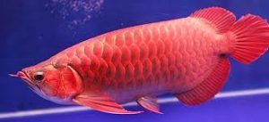 Siluk Merah: Sang Naga Eksotis yang Menjadi Primadona Pecinta Ikan Hias