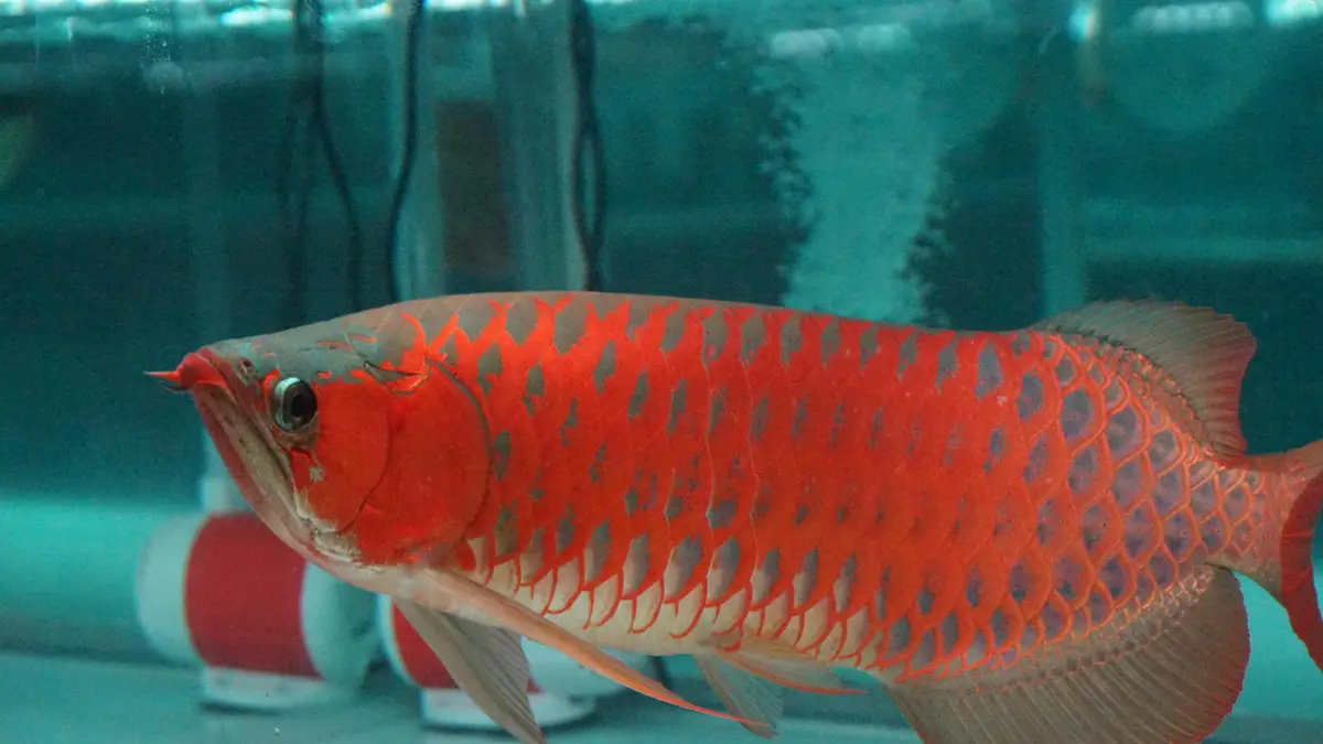 Siluk Merah: Sang Naga Eksotis yang Menjadi Primadona Pecinta Ikan Hias 3 tipps merawat siluk merahtipps merawat siluk merah