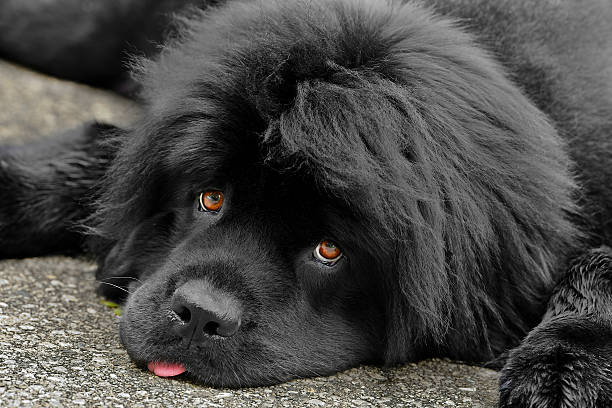 Asal Usul dan Sejarah Anjing Newfoundland