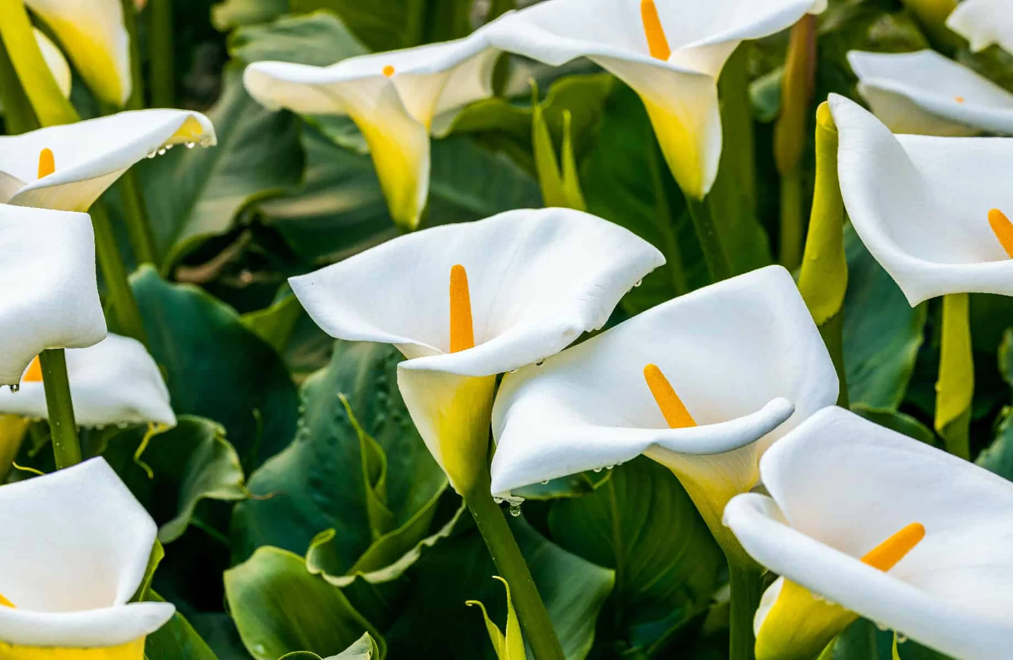 Bunga Lily