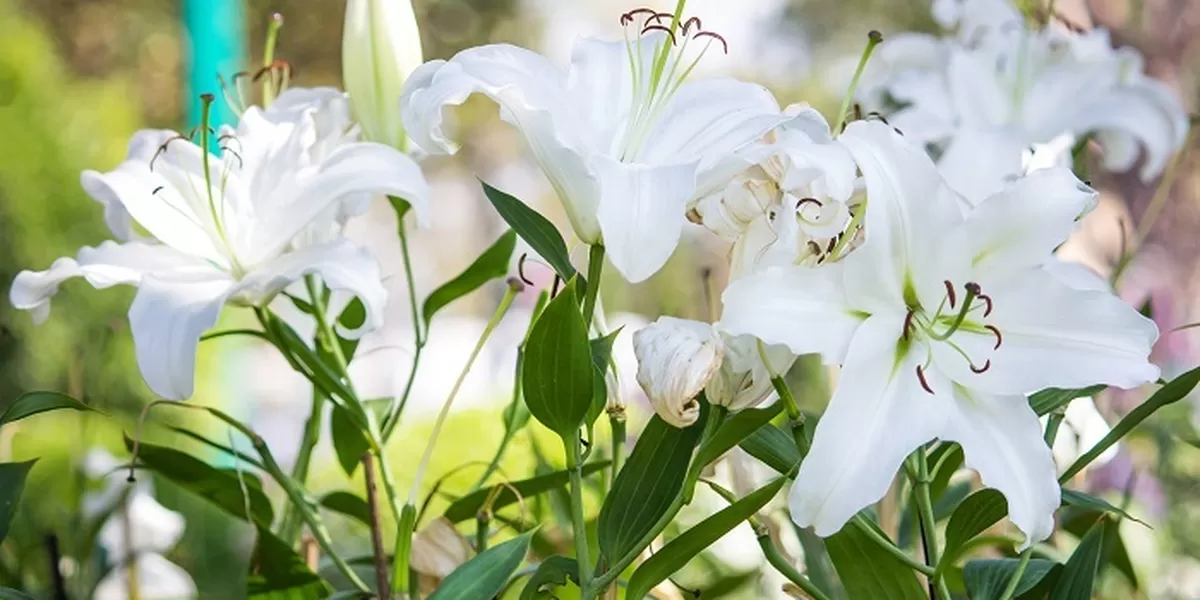 Bunga Lily