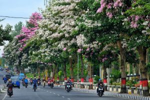 Pesona Bunga Tabebuia Surabaya: Oase Estetik Ala Negeri Sakura