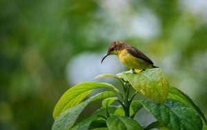 Judul: Mengenal Burung Tamsi, Pesona Endemik Filipina yang Memikat