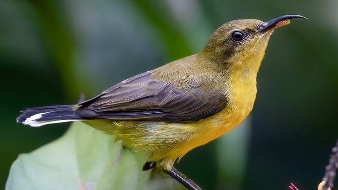 Judul: Mengenal Burung Tamsi, Pesona Endemik Filipina yang Memikat 2 Karakteristik Fisik dan Identitas Visual Burung Tamsi