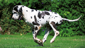 anjing Great Dane, Anjing Raksasa yang Lembut dan Unik