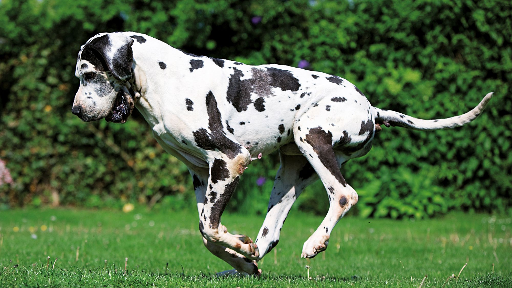 anjing Great Dane, Anjing Raksasa yang Lembut dan Unik 1 anjing Great Dane
