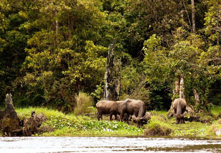 Taman Nasional Kerinci