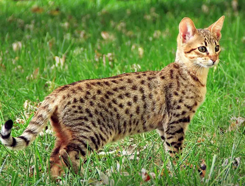 Kucing Ashera, Kucing Mewah dengan Harga Fantastis 2 Asal Usul Kucing Ashera yang Kontroversial