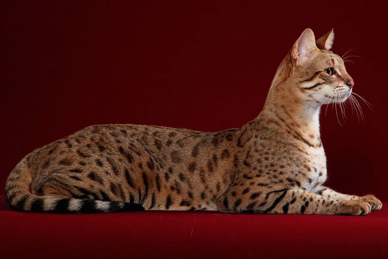 Kucing Ashera, Kucing Mewah dengan Harga Fantastis 3 Harga Kucing Ashera Bisa Mencapai Miliaran
