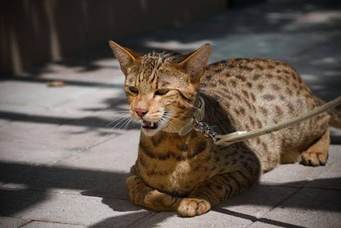 Kucing Ashera, Kucing Mewah dengan Harga Fantastis 1 Kucing Ashera