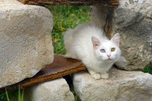 Kucing Van Turki: 8 Fakta Unik tentang Kucing Lucu yang Suka Air