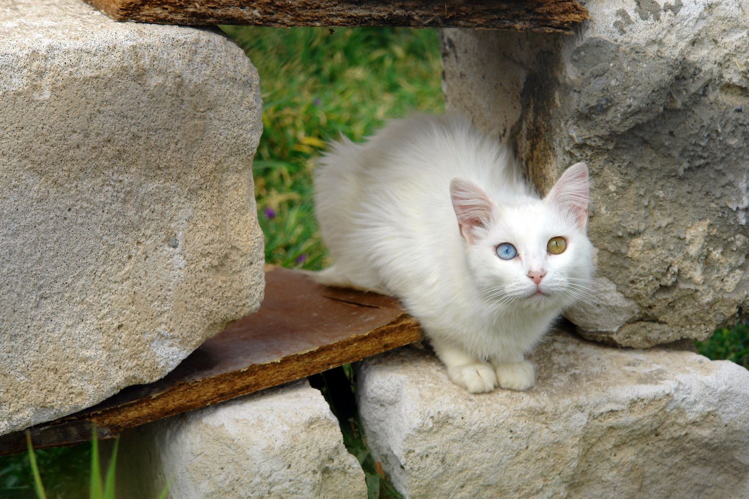 Kucing Van Turki