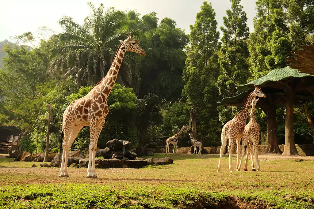 Taman Safari Indonesia